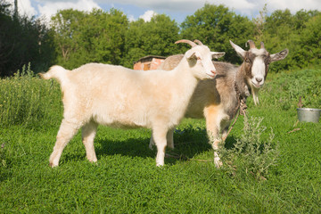 Obraz premium Goat and kid on the green grass