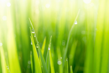 Blur Paddy rice field in the morning