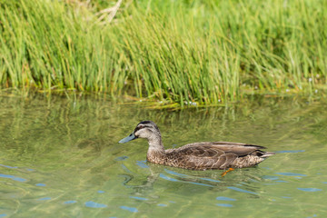 mallard duck