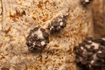 oyster mushrooms grow on a mushroom farm