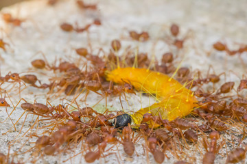 Groups red ants attack worm