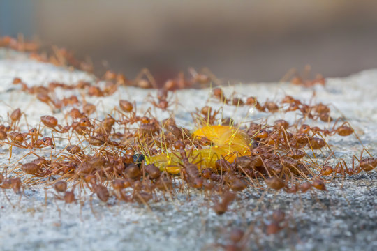 Groups red ants attack worm