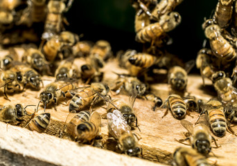 Macro shot of bees