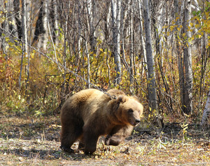 Kamchatka brown bear on a chain in the forest
