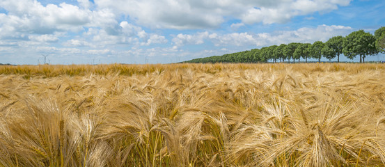 Wheat growing in a field in summer 