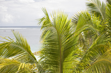 Palm leaves on a tropical beach..