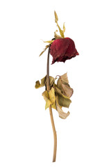 dried rose isolated on white background
