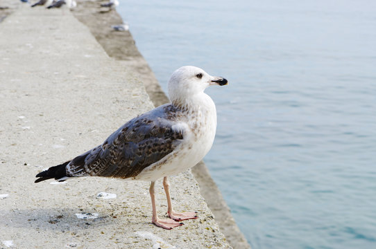 seagull on pier closeup