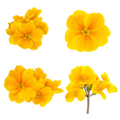 Yellow Spring Flowers Primrose Collection - obrazy, fototapety, plakaty