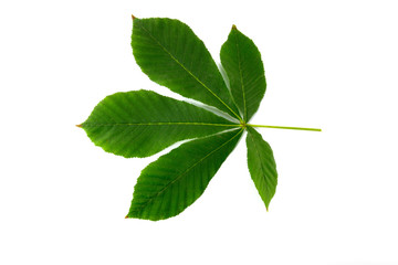 Obraz premium Tree leaf