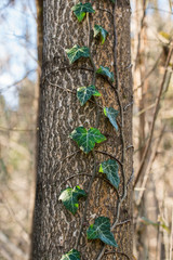 Edera rampicante su tronco di albero