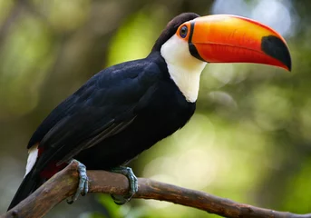 Poster Toucan on the branch © SJ Travel Footage