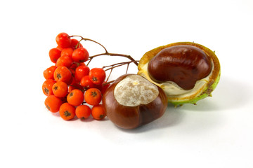 Chestnut and rowan