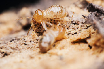 termite