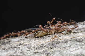 Ant