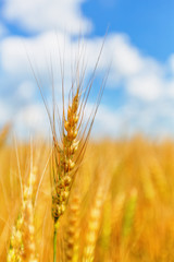 Wheat ear on a background of field and cloudy sky