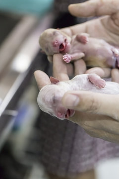 Just Born Poodle Puppy