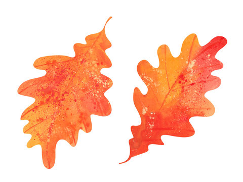 watercolor oak leaves