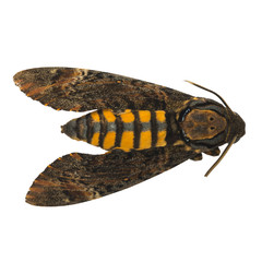 Moth