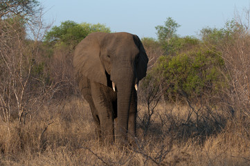 Fototapeta premium Elefant