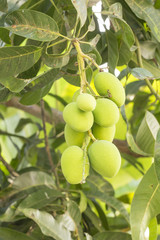 Mangoes on tree