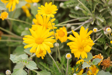 Yellow chrysanthemum coronarium
