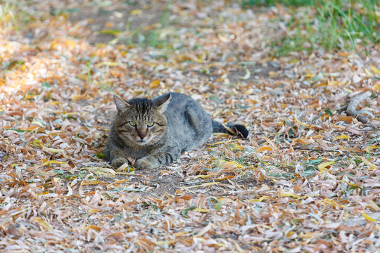 Homeless tabby cat looks at photographer
