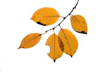  twig with yellow autumn leaves, background white