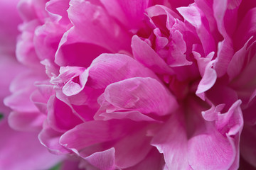 pink peony flower closeup