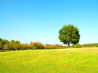 秋の草原と立木