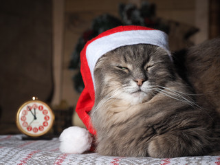 Новогодняя ночь. Кот в новогоднем колпаке. Часы,...