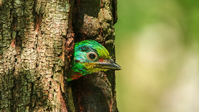 Muller's Barbet