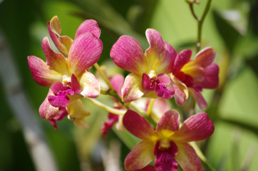 Fototapeta na wymiar Blooming Orchid closeup