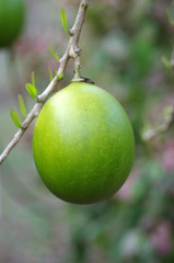 Crescentia cujete, commonly known as the Calabash Tree