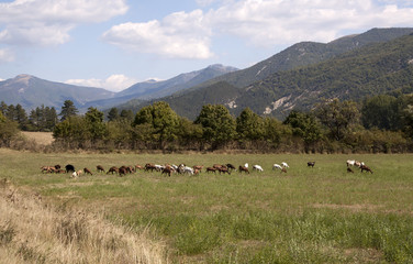 Fototapeta na wymiar Grazing goats in the fields - countryside landscape
