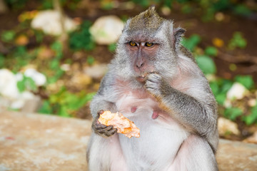 Balinese monkey