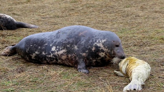Grey Seal Cow and Pup