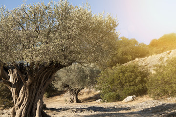 Old olive trees