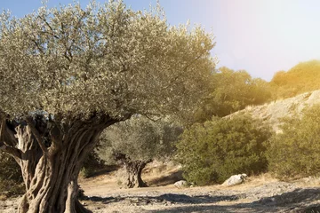 Crédence de cuisine en verre imprimé Olivier Old olive trees