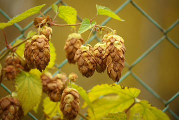 ripened hop cones