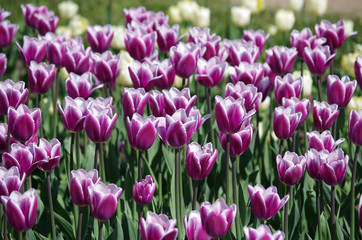 Fototapeta premium purple tulips