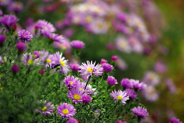 Fototapeta premium Violet chrysanthemums bunch