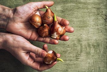 bulbs