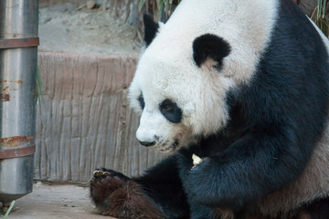 Hungry giant panda bear eating