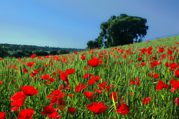 Campo de amapolas con encina de fondo