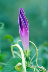 Fototapeta na wymiar Violet flower of a bindweed
