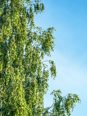 birch tree