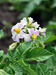 Potatoes bush with flowers