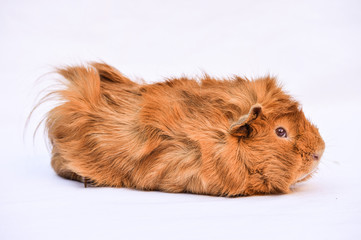 Fototapeta premium Guinea pig