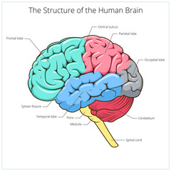 Structure of human brain schematic vector
